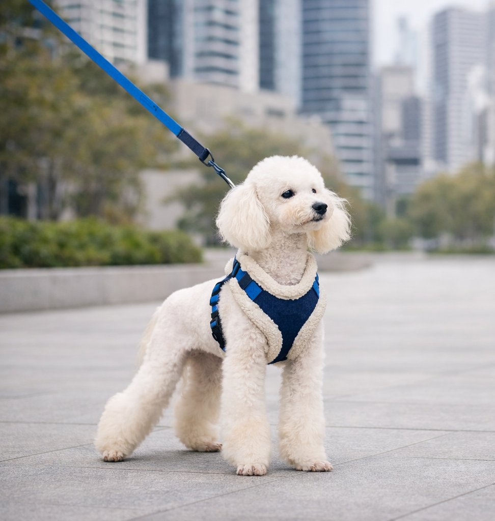 Small white dog wearing the Pawpie City Walk Set harness and leash during a city walk Main image