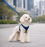 Small white dog wearing the Pawpie City Walk Set harness and leash during a city walk