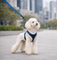 Small white dog wearing the Pawpie City Walk Set harness and leash during a city walk