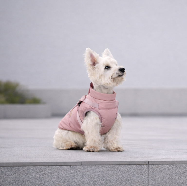 Small white dog wearing a pink padded harness sitting on a stone platform outdoors. Main image