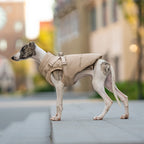 Side view of a grey and white dog wearing a beige padded harness vest, standing on outdoor steps.