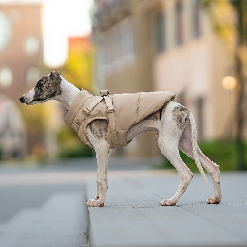Side view of a grey and white dog wearing a beige padded harness vest, standing on outdoor steps.