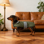 Dachshund wearing green quilted dog jacket indoors with velcro strap closure