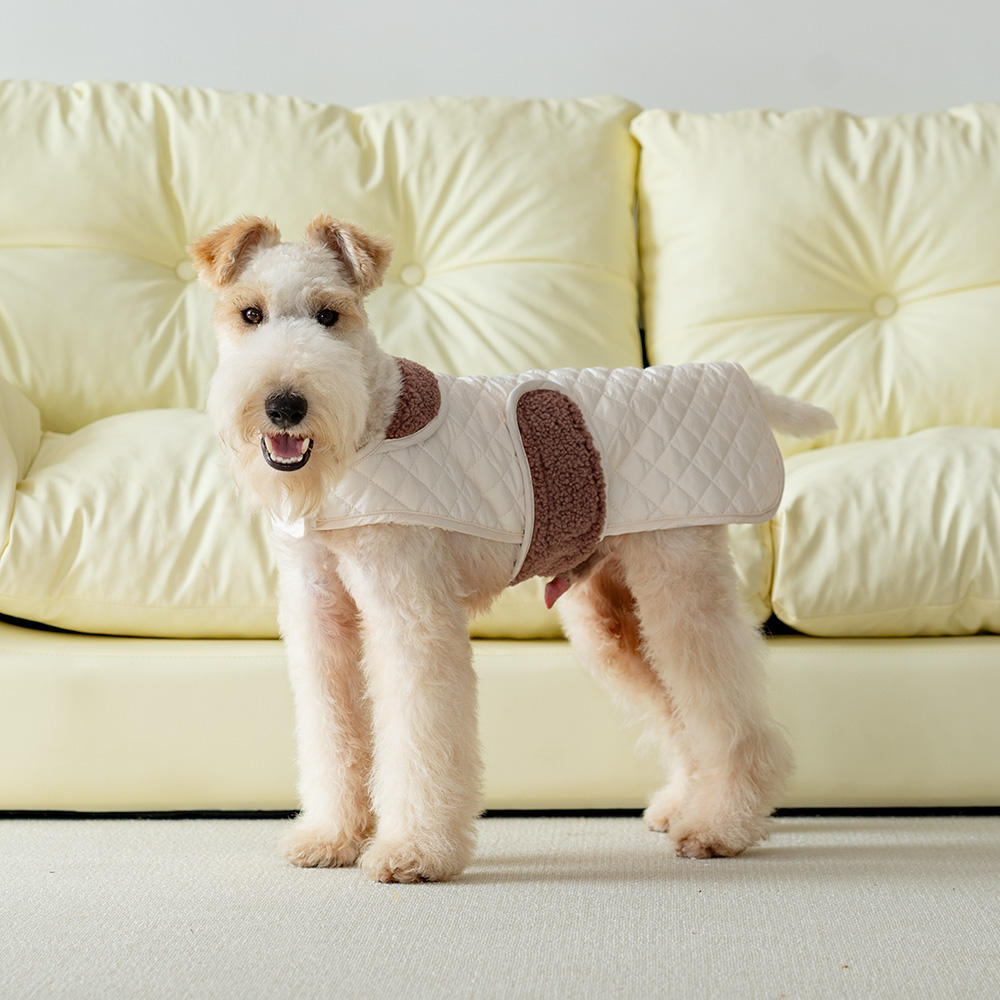 Small terrier wearing beige quilted dog coat indoors